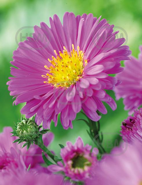 Novi-Belgii Pink