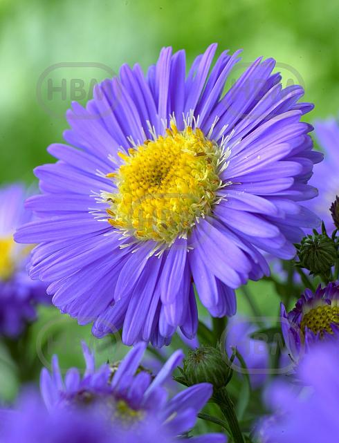 Novi-Belgii Blue