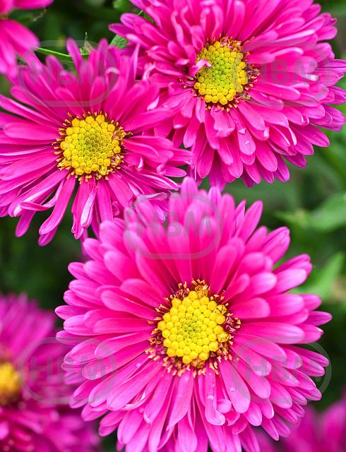 Novi-Belgii Dark Pink