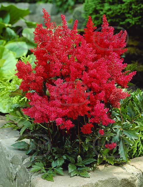 Arendsii Red
