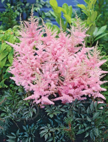 Arendsii Pink