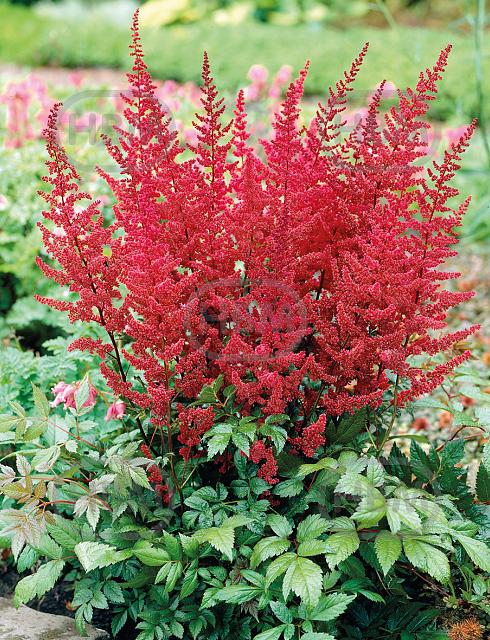 Japonica  Vesuvius