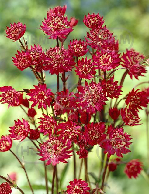 Major Claret