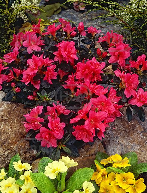 japonica Red