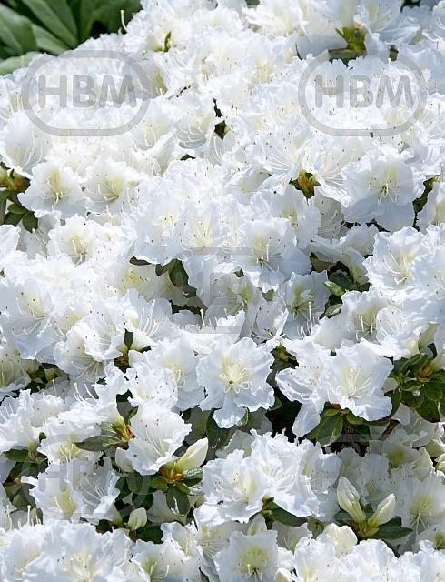 japonica White