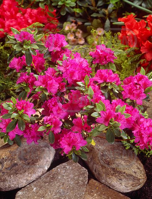 japonica Pink