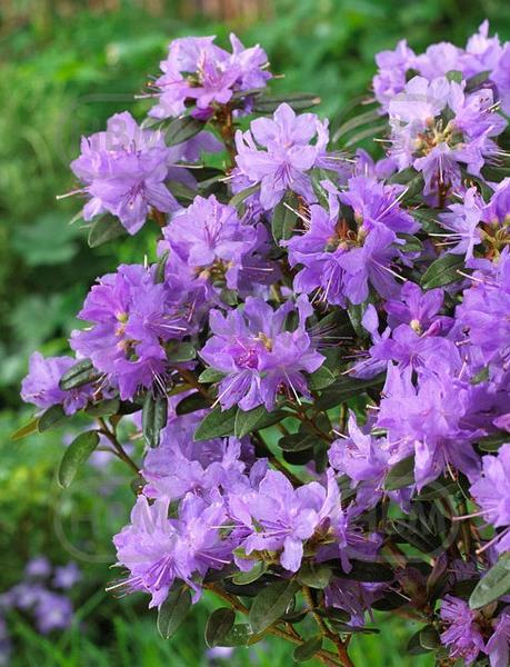 japonica Blue