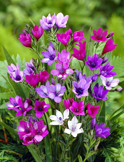 Stricta