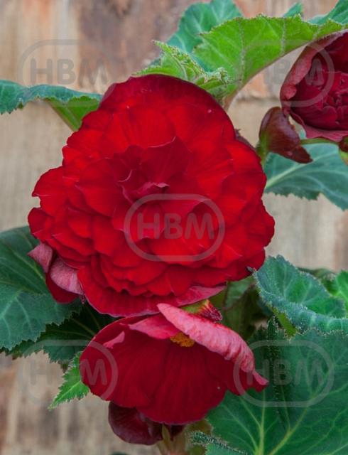Double Double Dark Red