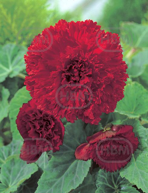 Fimbriata Red