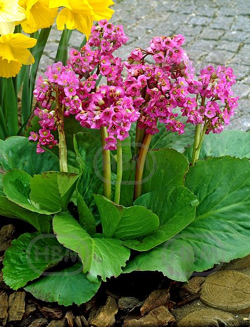 Cordifolia