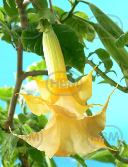 Double Angel's Yellow