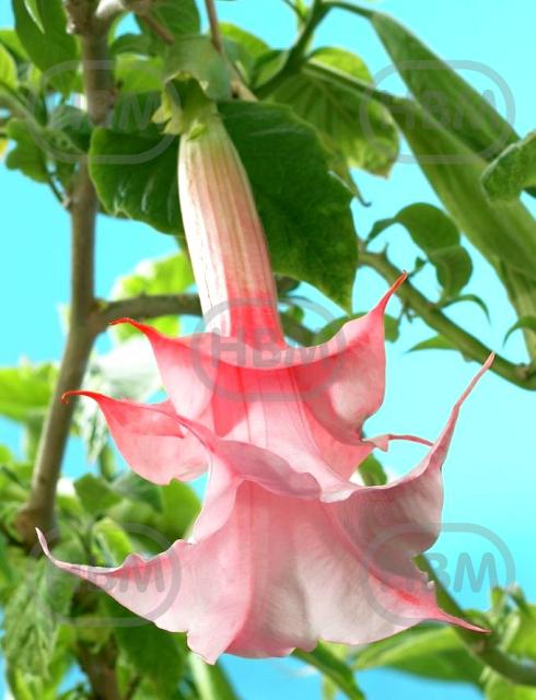 Double Angel's Pink