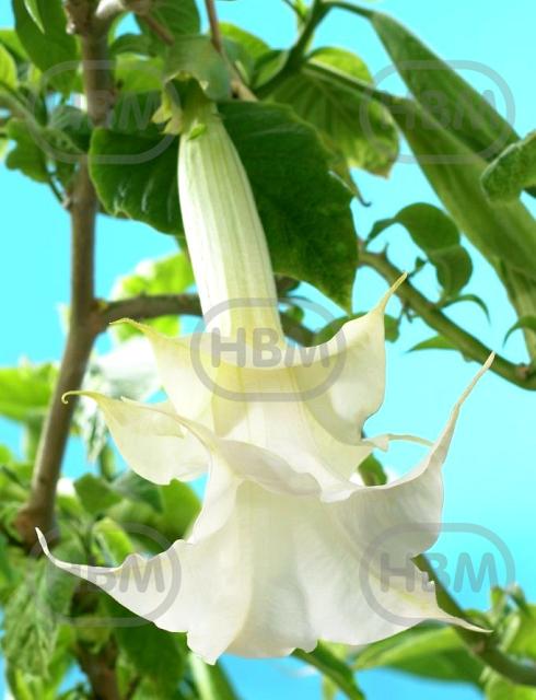 Double Angel's White