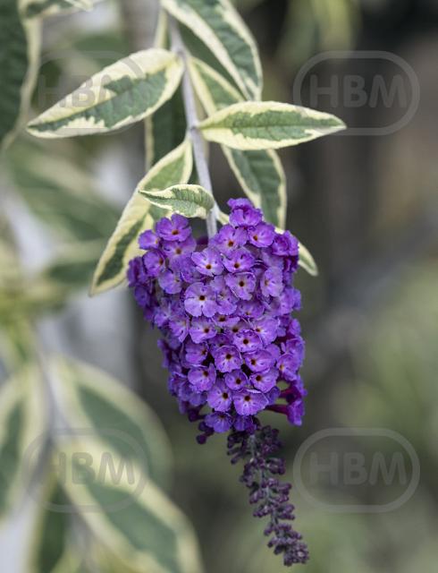 Davidii Harlequin