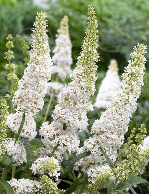 Davidii White