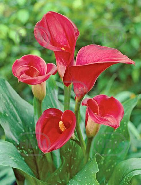 Red Majesty