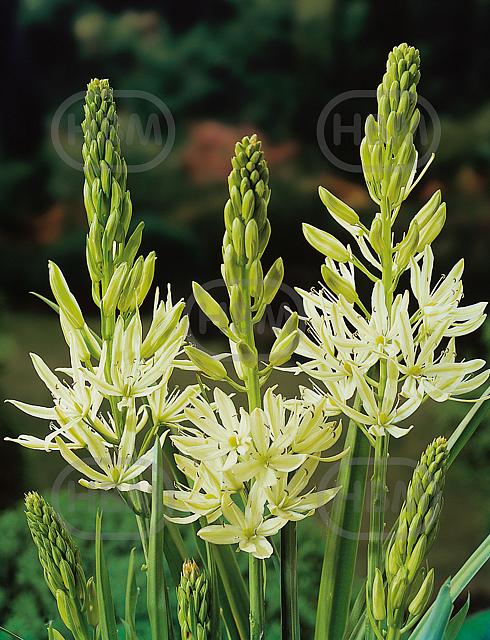 Leichtlinii Alba