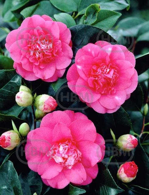 Japonica Pink