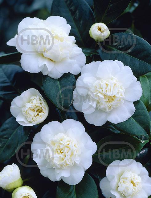 Japonica White