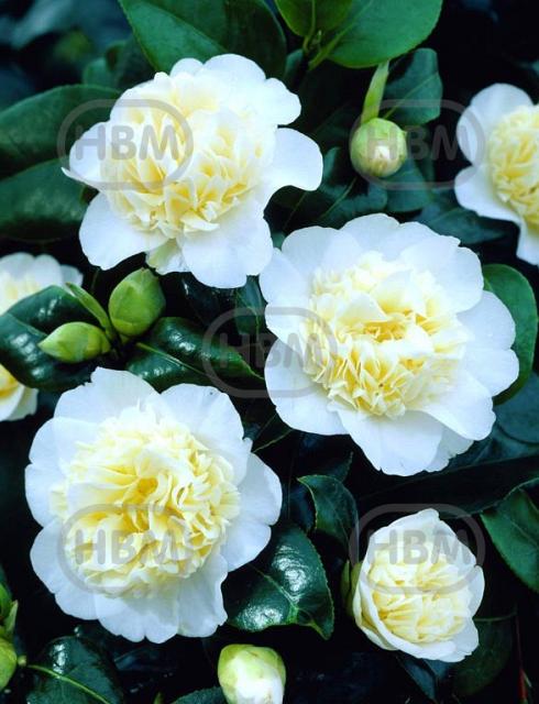 Japonica Yellow