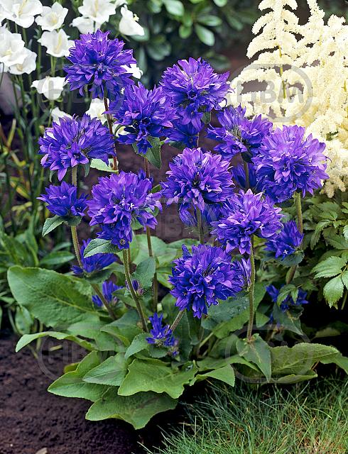 Glomerata Blue