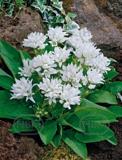Glomerata White