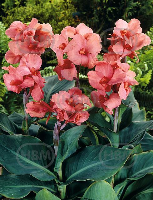 Peach Blush