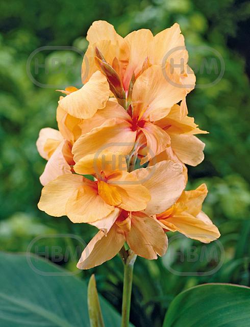 Apricot Dream