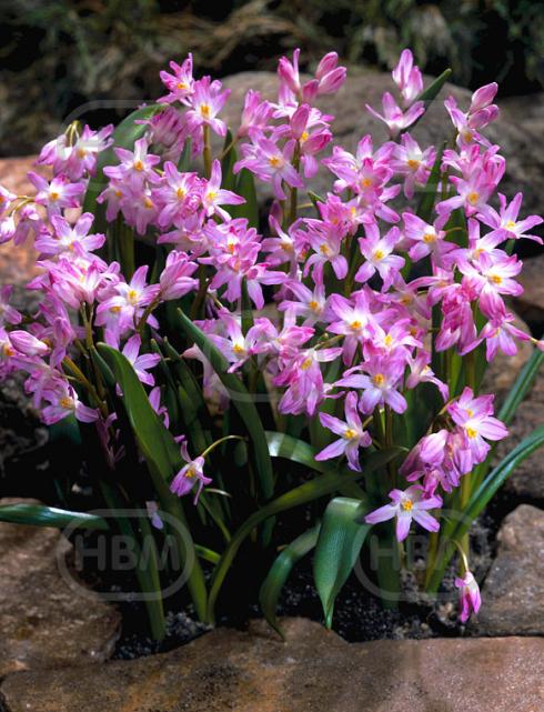 Forbesii Rosea