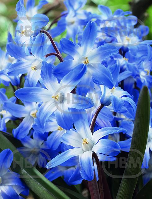 Blue Giant