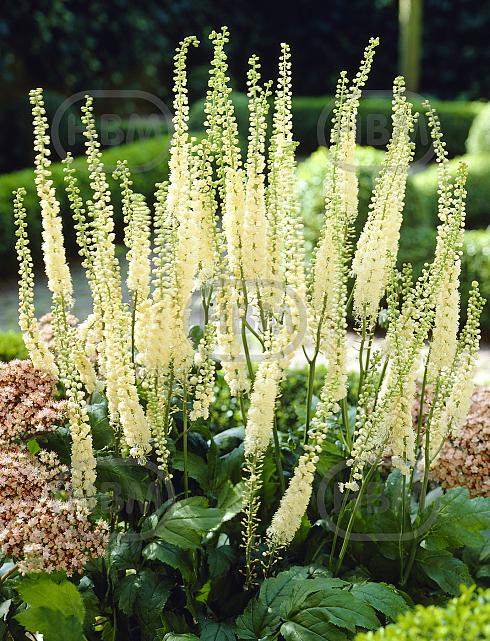 Cordifolia