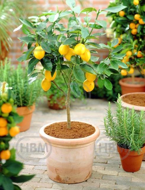 Limon Lemon