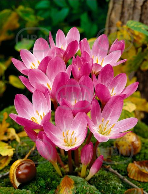 Speciosum