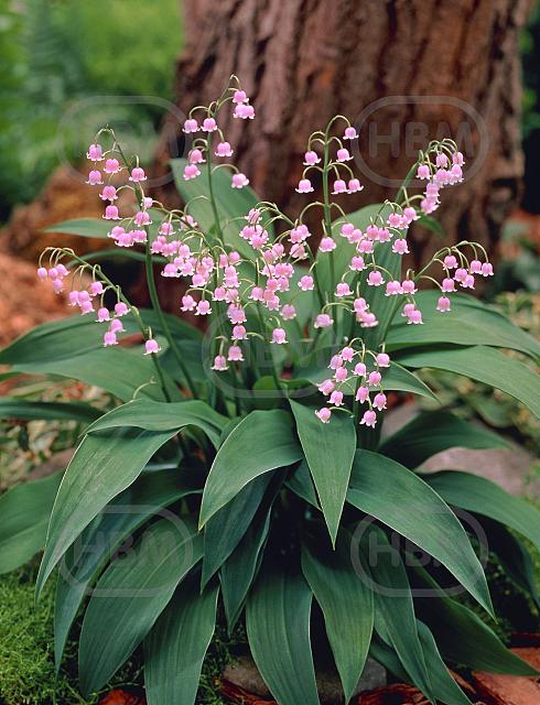 Majalis Rosea