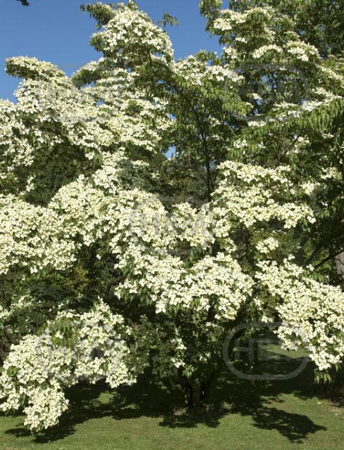 Kousa