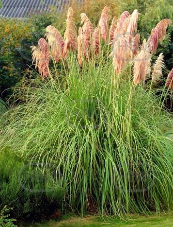 Selloana Pink