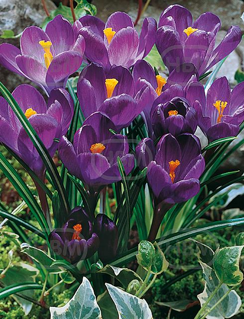 Vernus Flower Record
