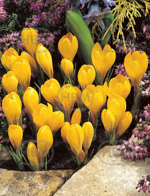 Vernus Yellow