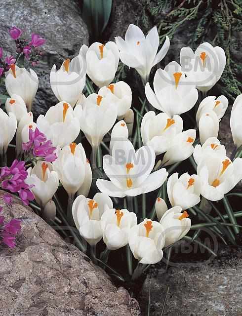 Vernus White