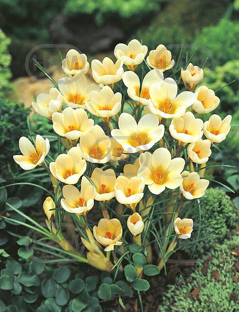 Chrysanthus Cream Beauty