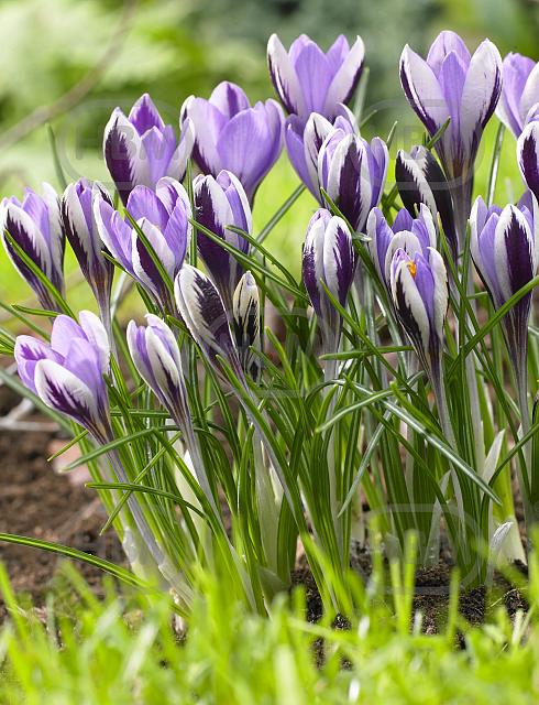 Sieberi Spring Beauty