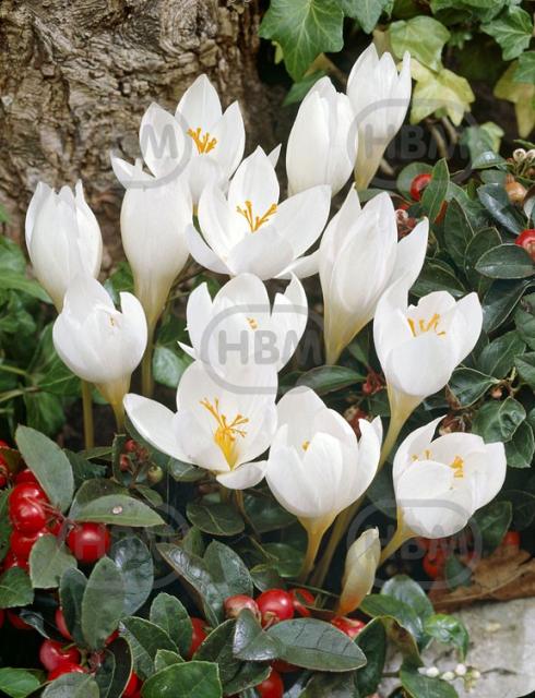 Speciosus Alba