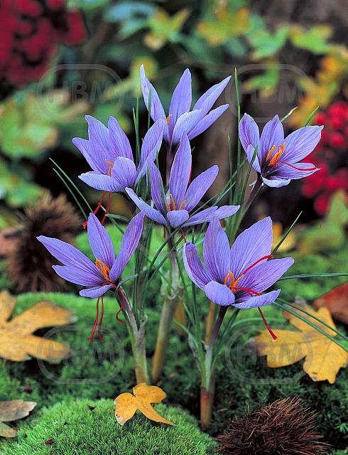 Autumnflowering Sativus Saffron