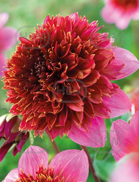 Anemone Mambo