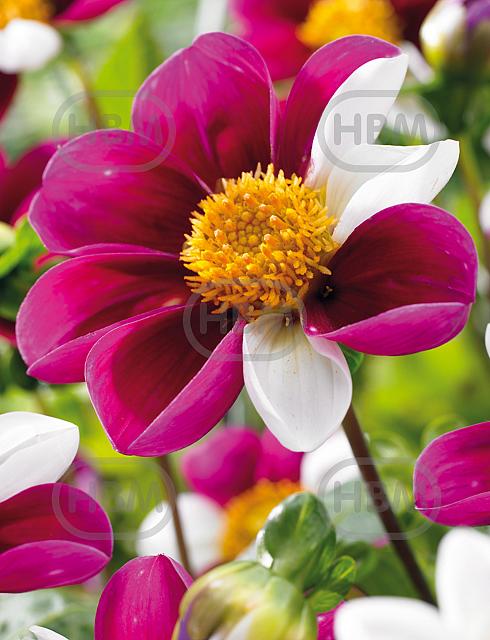 Single flowering Twyning's Smartie