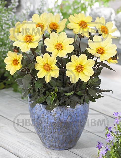 Anemone Happy Days Lemon
