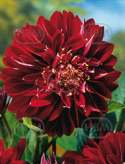 Anemone El Nino