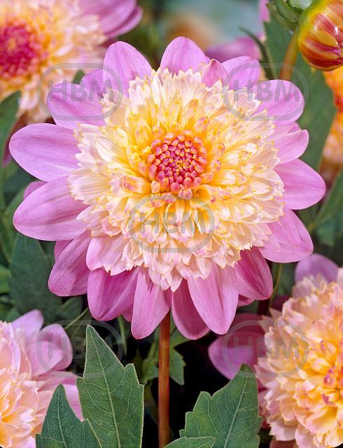 Anemone Lambada