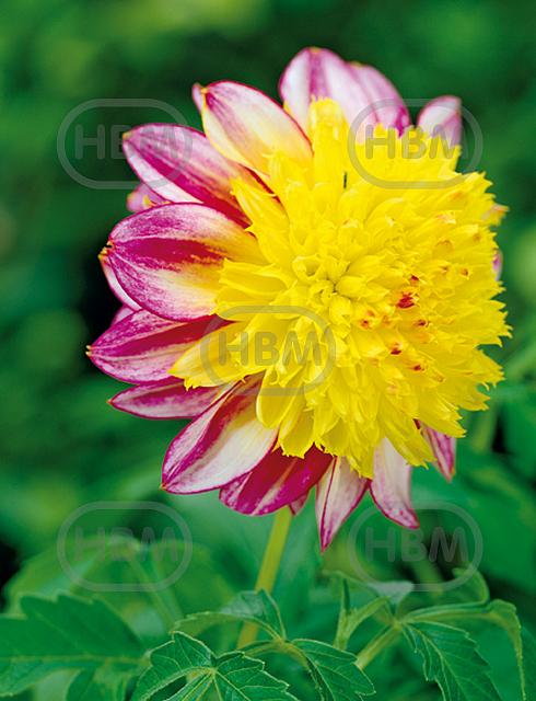 Anemone Boogie Woogie